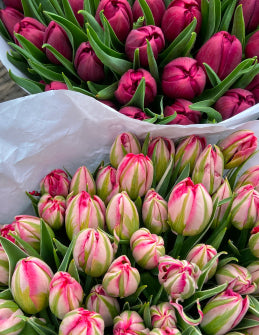 Cariad Floral Gift Card